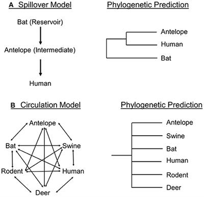 Phylogenetic Tests of Models of Viral Transmission